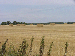 suffolk fields